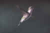 female-hummer.jpg (6587 bytes)